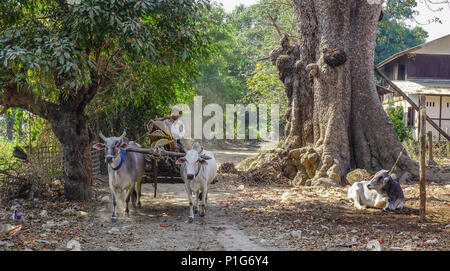 Mandalay, Myanmar - Feb 10, 2017. Ox cart running on rural road at sunny day in Mandalay, Myanmar. Stock Photo