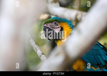 Adult blue and yellow macaw, Ara ararauna, Amazon National Park, Upper Amazon River Basin, Loreto, Peru Stock Photo