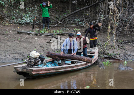 Illegal logging on the Nauta CaÃ±o, Upper Amazon River Basin, Loreto, Peru Stock Photo