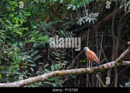 Adult black-collared hawk, Busarellus nigricollis, Amazon National Park, Upper Amazon River Basin, Loreto, Peru Stock Photo