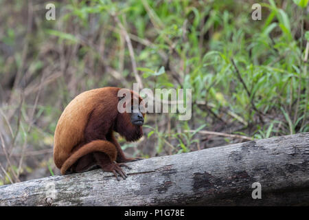 Adult red howler monkey, Alouatta seniculus, San Miguel Caño, Loreto, Peru Stock Photo