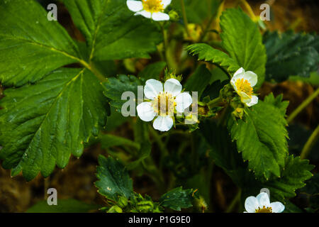 Full-blown flower of strawberry in green spring garden. One flower in focus on leaves background. Stock Photo
