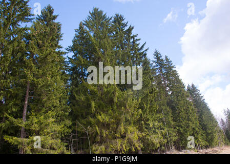 Spruce forest. Hausjärvi, Finland. 21.4.2018