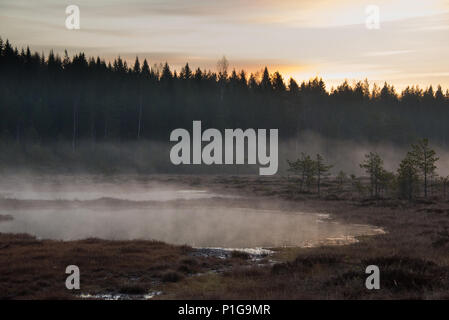Misty before the sunrise. Torronsuo national park, Tammela, Finland. 7.5.2018