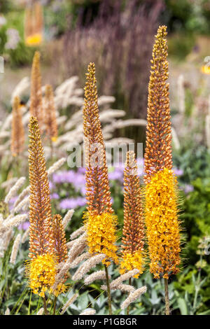 Foxtail Lillies, Eremurus Pinocchio, Melic grass Melica transsilvanica, mixed ornamental grass Stock Photo