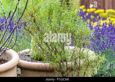 Mediterranean garden type, ceramic pots  lavender garden herb Mediterranean garden Stock Photo