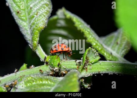 Ladybird on green leaf with many aphids Stock Photo