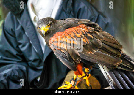 A pet Harris Hawk used in the sport of falconry, which is the hunting of wild animals in its natural state and habitat by means of a trained bird of p Stock Photo