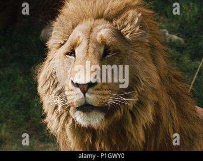 Original Film Title: CHRONICLES OF NARNIA: THE LION, THE WITCH AND THE WARDROBE, THE.  English Title: CHRONICLES OF NARNIA: THE LION, THE WITCH AND THE WARDROBE, THE.  Film Director: ANDREW ADAMSON.  Year: 2005. Credit: WALT DISNEY PICTURES / Album Stock Photo