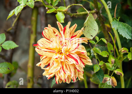 Striped Vulcan (God of Fire) Dahlia, blooming in a green garden. Vibrant red and yellow ray florets contrast with leafy background Stock Photo