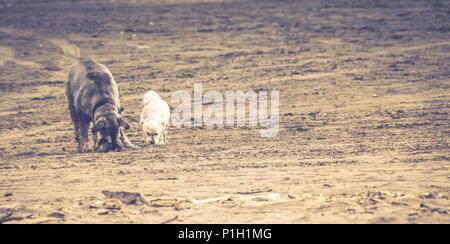 Landscape image of Two Dogs playing together on a soft sand beach with copy space Stock Photo