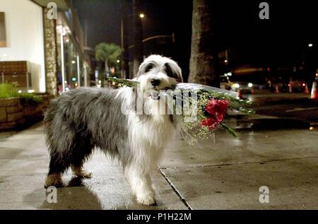 Original Film Title: THE SHAGGY DOG.  English Title: THE SHAGGY DOG.  Film Director: BRIAN ROBBINS.  Year: 2006. Credit: DISNEY ENTERPRISES / LEDERER, JOSEPH / Album Stock Photo