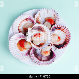 half a dozen fresh opened scallop shell on white plate isolated on light background Stock Photo
