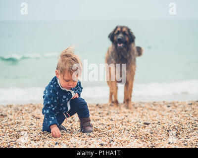 A little toddler boy is on the beach playing with a giant Leonberger dog