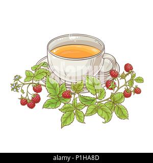 cup of raspberry tea illustration on white background Stock Vector