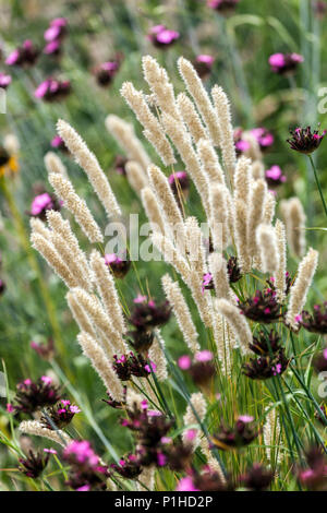 Melic grass, Melica transsilvanica, Dianthus pontederae, Ornamental grass Stock Photo