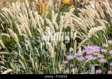 Melic grass, Melica transsilvanica, Monarda menthifolia, Ornamental grass on perennial meadow Stock Photo