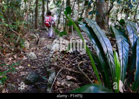 Child walks through a forest with birds nest fern in the foreground, Paluma Range National Park, Rollingstone QLD, Australia Stock Photo