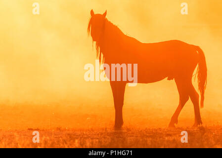 Wild horse grazes in the meadow at sunset Stock Photo