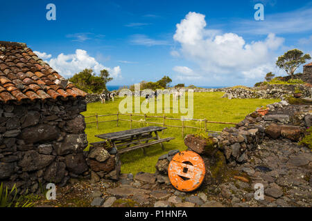 Typical rural house of Azores - Portugal with cows on the background Stock Photo
