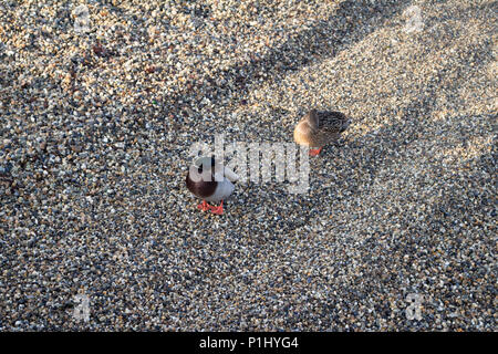 Ducks in Gravel Trap Stock Photo