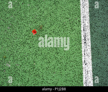 A poppy growing on a tennis court Stock Photo
