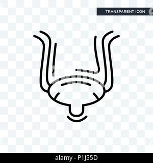 Bladder vector icon isolated on transparent background, Bladder logo concept Stock Vector
