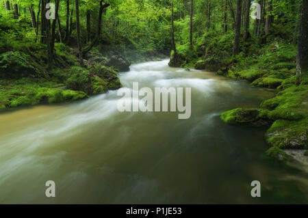 Brook in the woods at drizzle, Bluntautal, Golling, Salzburger Land, Austria Stock Photo