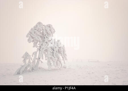 Hard rime on a tree surrounded by fog on the highest Rhoen peak named Wasserkuppe close to Gersfeld, district of Fulda, Hessia, Germany Stock Photo