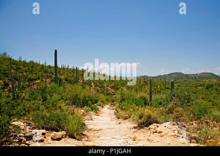 Giant Saguaro Cactus Landscape , Saguaro National Park, Sonoran Desert, Tucson, Arizona Stock Photo
