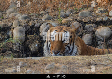 Royal Bengal Tiger, New Delhi, India- April 2, 2018: A Royal Bengal Tiger (Panthera tigris tigris) sitting in a waterhole at National Zoological Park, Stock Photo