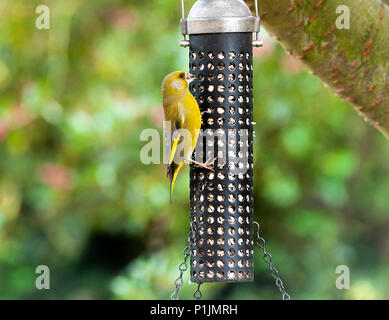 An Adult Male Greenfinch Eating Sunflower Hearts from a Bird Feeder Hanging in a Garden in Alsager Cheshire England United Kingdom UK Stock Photo