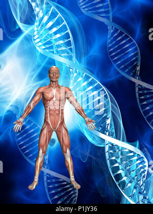 3D male figure with muscle map on a medical background with DNA strands Stock Photo