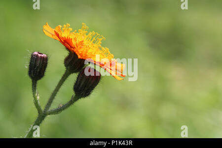 The lovely orange flowers of Pilosella aurantiaca (Hieracium aurantiacum) also known as Orange Hawkweed or Fox and Cubs, on a natural green background Stock Photo
