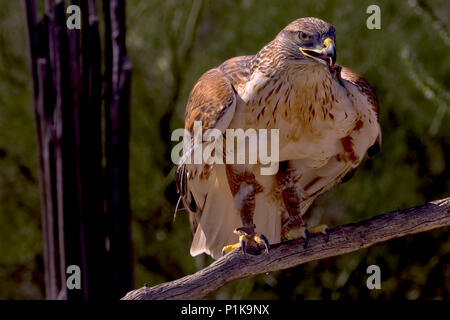 Portrait of a Red Tail Hawk on a branch, Saguaro National Monument, Arizona, United States Stock Photo