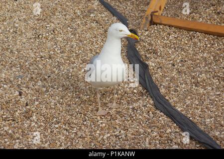 A white seagull or gull standing on webbed feet on pebbles at Teignmouth seafront, South Devon Stock Photo