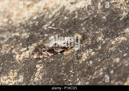 Motte, Nemapogon spec., tineoid moth, Tineidae, Echte Motten, tineoid moths Stock Photo