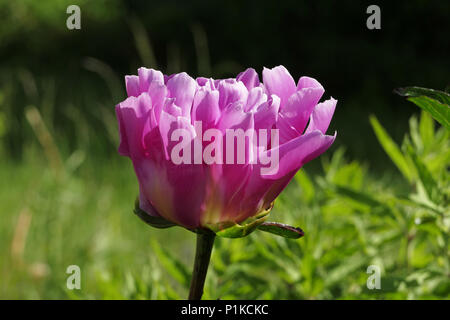 Peony flower (Paeonia lactiflora) or Chinese peony, in bloom, in june in a garden. Rose petals and yellow stamens. (Suzanne 's garden). Stock Photo