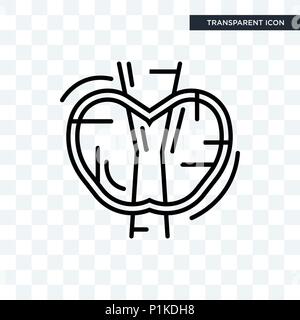 Thyroid vector icon isolated on transparent background, Thyroid logo concept Stock Vector