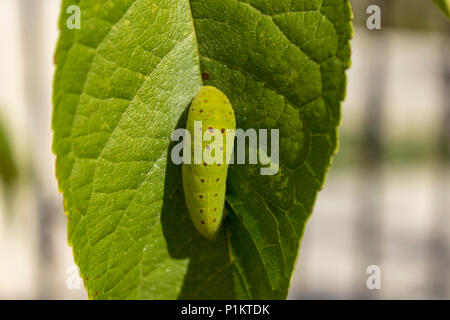 Iphiclides podalirius, Caterpillar larvae of the Scarce swallowtail Butterfly, Stock Photo