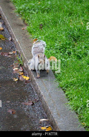 Squirrel on its Chase Boston Common Stock Photo