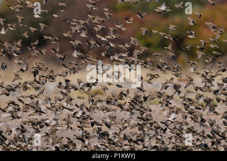 Redbilled quelea swarm fly up, (quelea quelea), etosha nationalpark, namibia Stock Photo