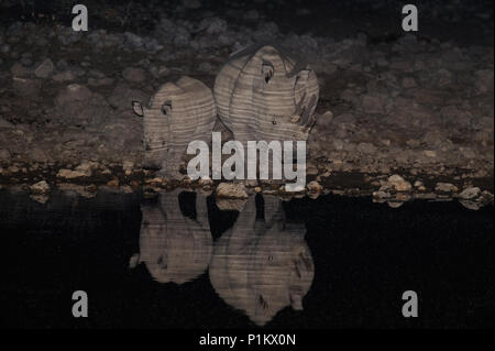 White rhino family at night, etosha nationalpark, namibia, (ceratotherium simum) Stock Photo