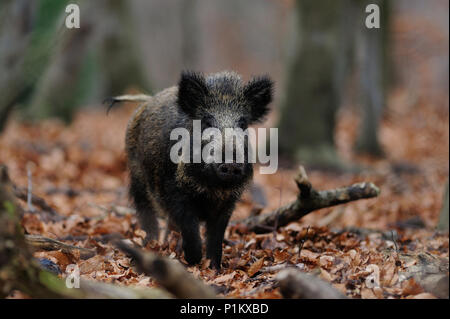 Wild boar in the forest, (sus scrofa) Stock Photo