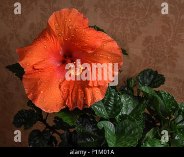 Pretty blooming peach hibiscus flower Stock Photo - Alamy