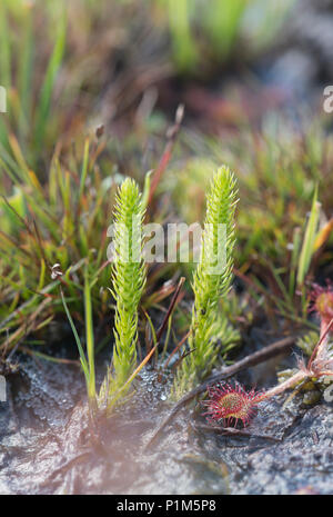 Marsh Clubmoss:  Lycopodiella inundata. Thursley, Surrey, UK. Stock Photo