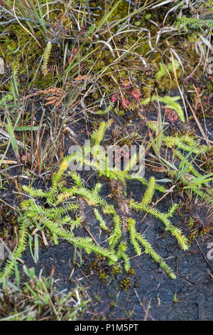 Marsh Clubmoss:  Lycopodiella inundata. Thursley, Surrey, UK. Stock Photo