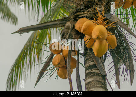 Looking up at a coconut tree with many brightly colored orange coconuts, and fronds, in Costa Rica Stock Photo
