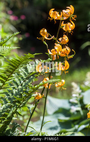 Lilium martagon Turk's Cap Lily, fern Stock Photo