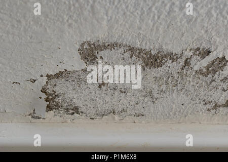 Peeling paint due to remaining moisture Stock Photo